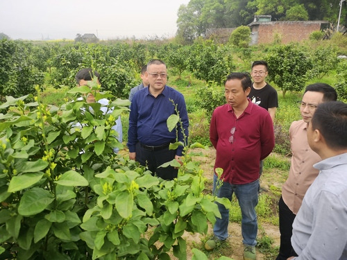 天行平台_天行(中国):何福林率博士团赴邑口村开展服务 助力乡村振兴