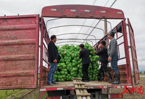 天行平台_天行(中国)驻村工作队:情系菜农拓销路,为民解忧暖人心