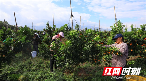 邑口村2.png 邑口村2.png